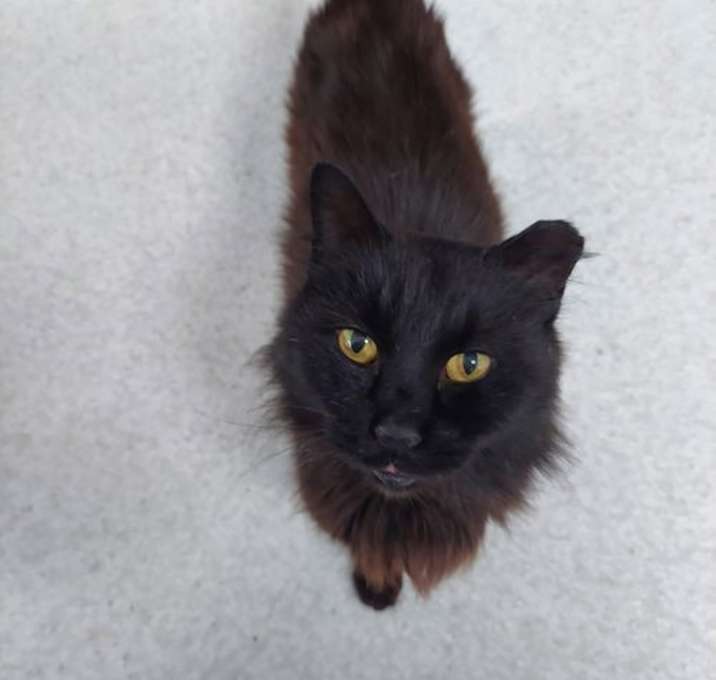 Photo of Beau