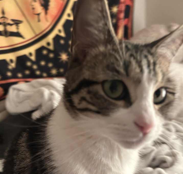 Photo of Snickers