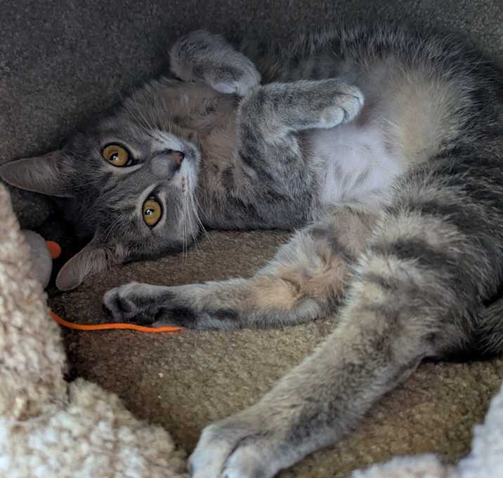 Photo of Yeti