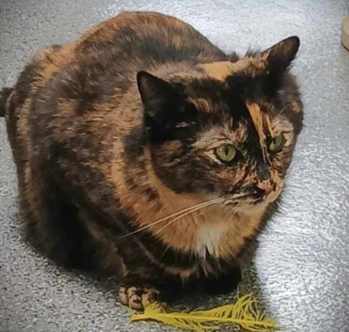 Photo of 655680 Daisy