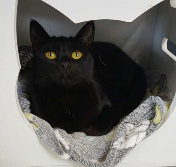 Photo of 656028 Panther