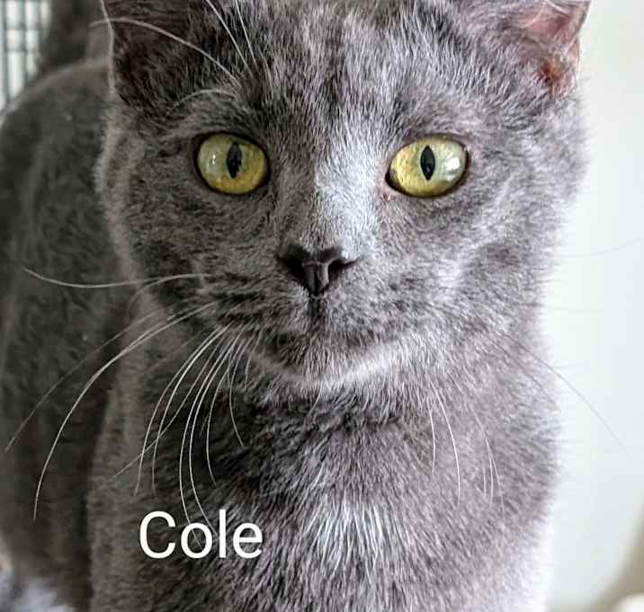 Photo of Cole