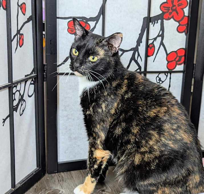 Photo of Ooma