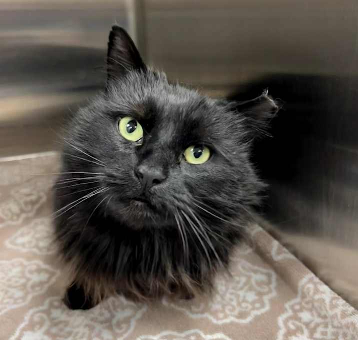 Photo of Cinders