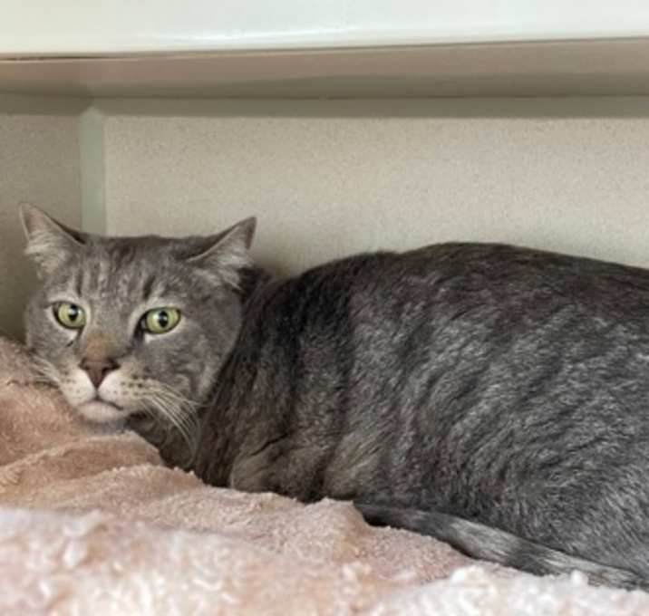 Photo of Dusty