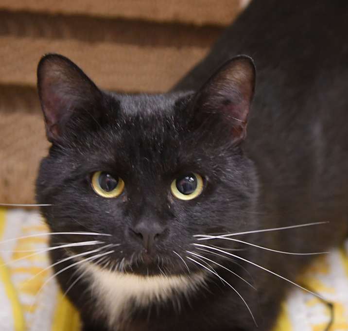 Photo of Sylvester