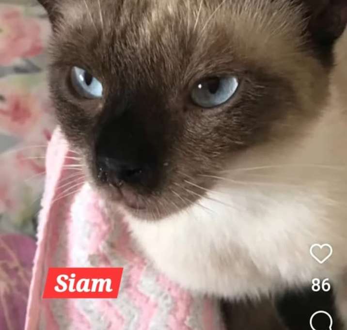 Photo of Siam