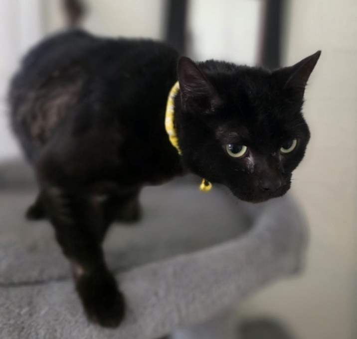 Photo of Phoebe Kitty