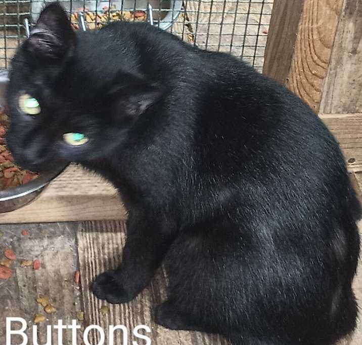 Photo of Buttons