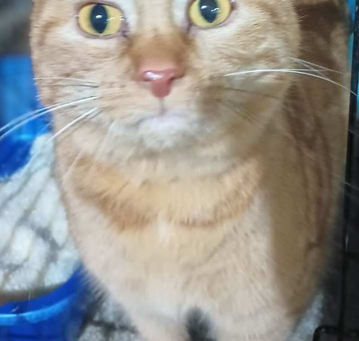 Photo of Butters
