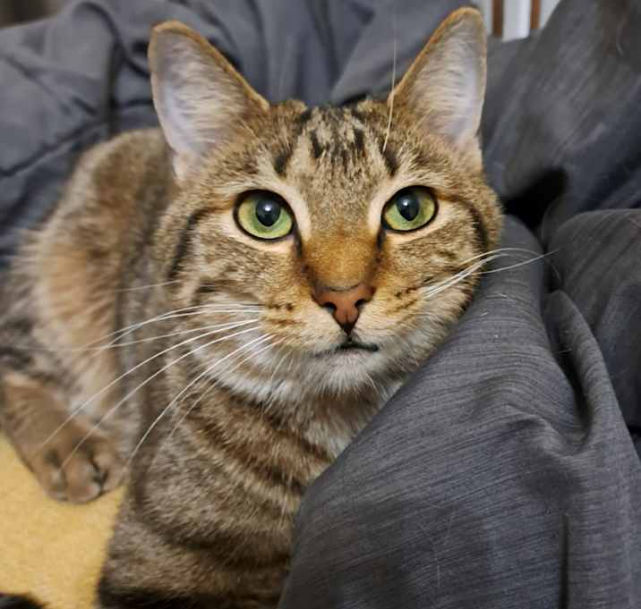 Photo of Tigger