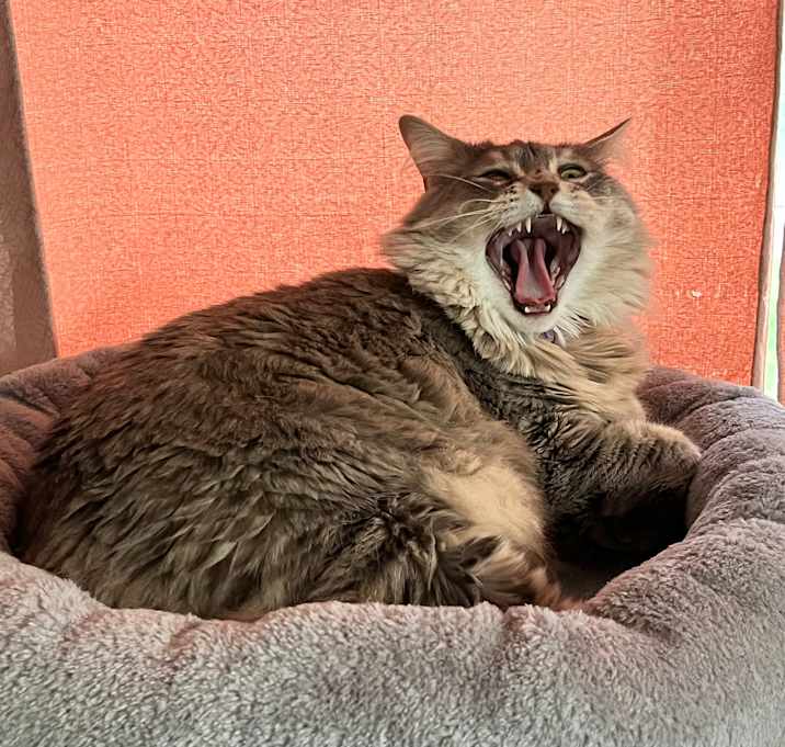 Photo of Polly