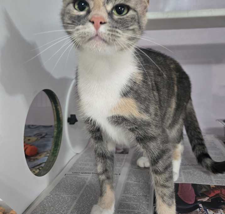 Photo of Nova