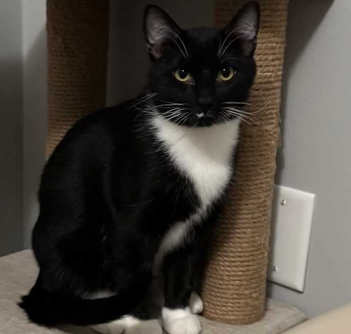 Photo of Meatball