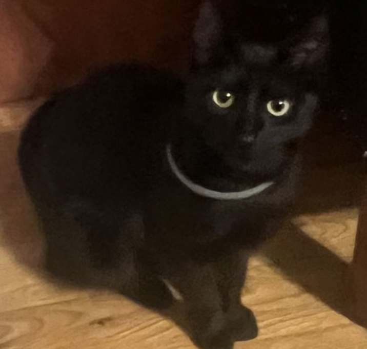 Photo of Ebony