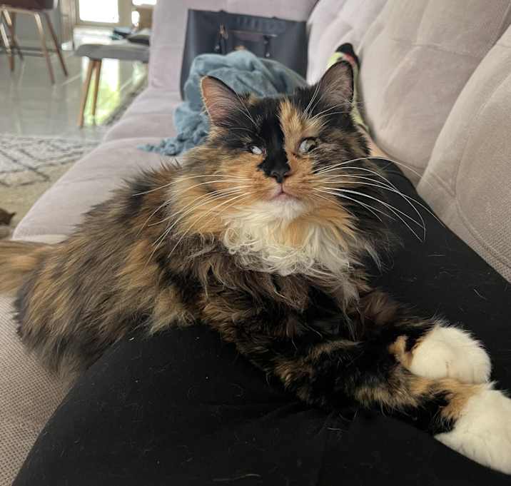 Photo of Annie