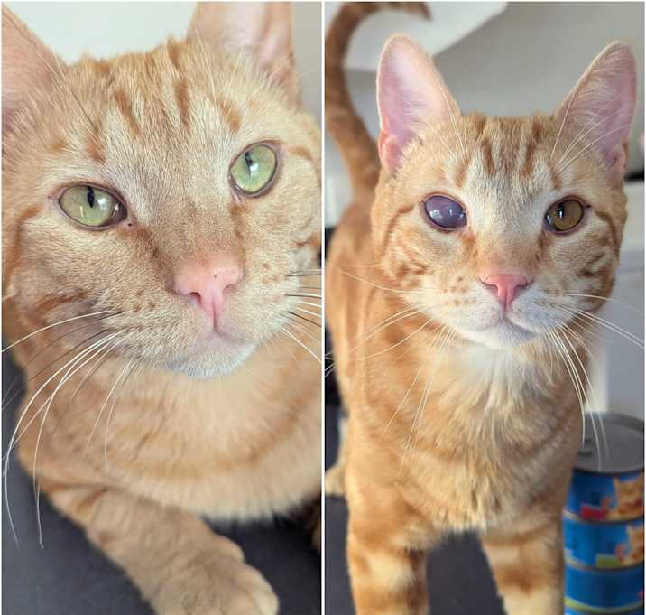 Photo of Sebastian & Flounder