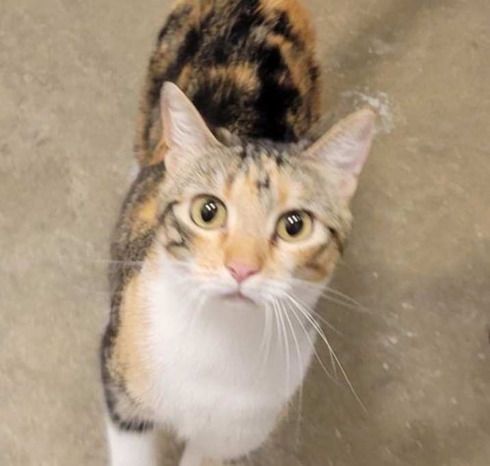 Photo of Gypsy W