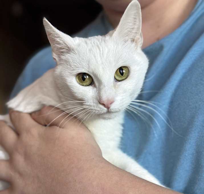 Photo of Ivory