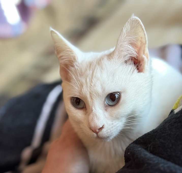 Photo of Pearl