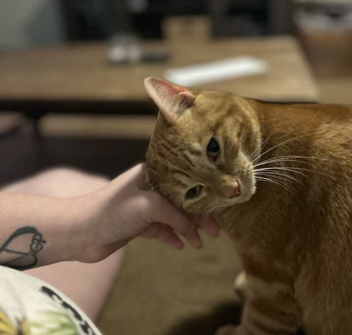Photo of Tiger lilly