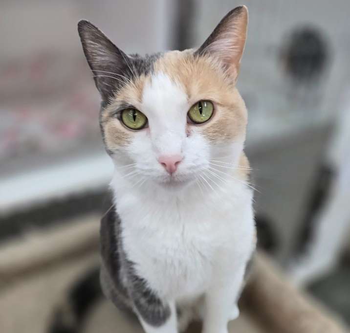 Photo of Rose