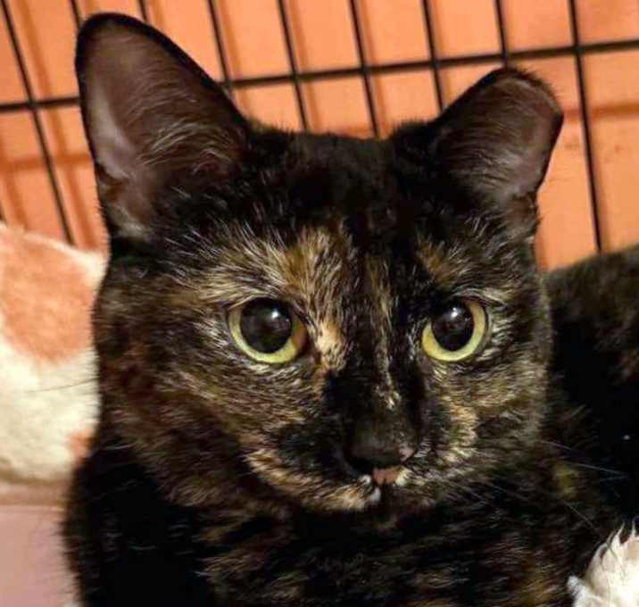 Photo of Biscoff
