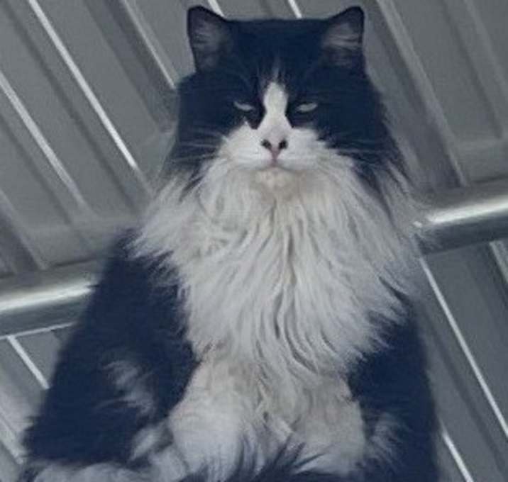 Photo of BATMAN