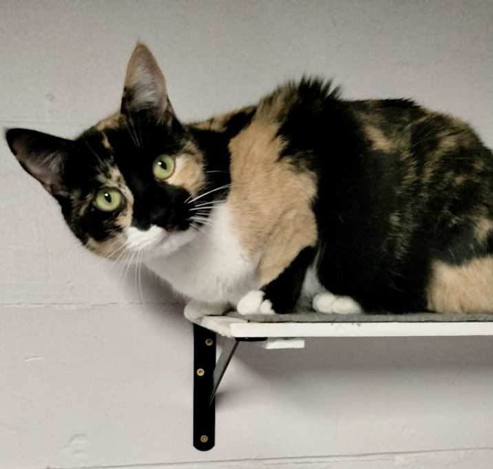 Photo of Athena (Calico goddess!)