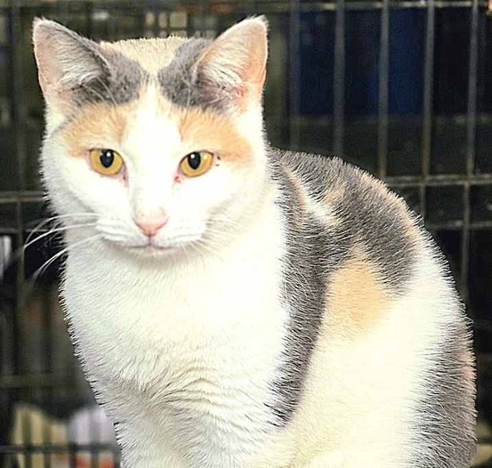Photo of Liliac