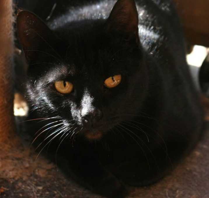 Photo of Black Cat