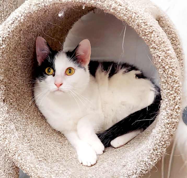 Photo of Loki