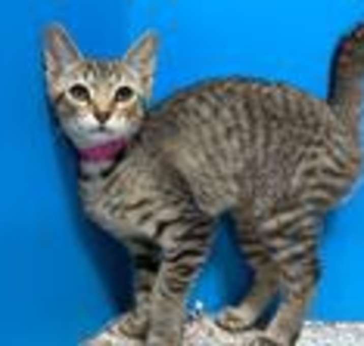 Photo of Francie