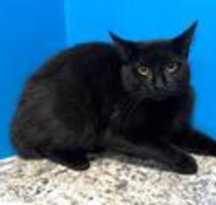 Photo of Fleurette