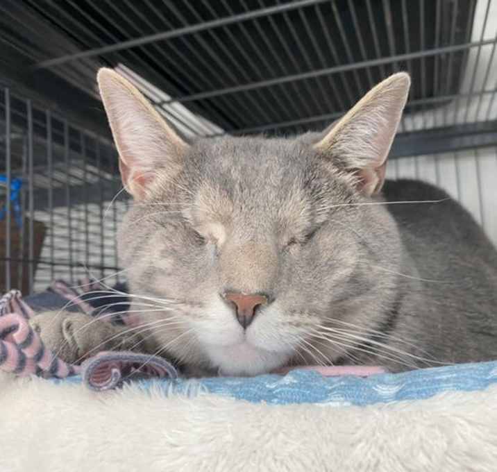 Photo of Greystokes (Bonded to Stoney & Stella)