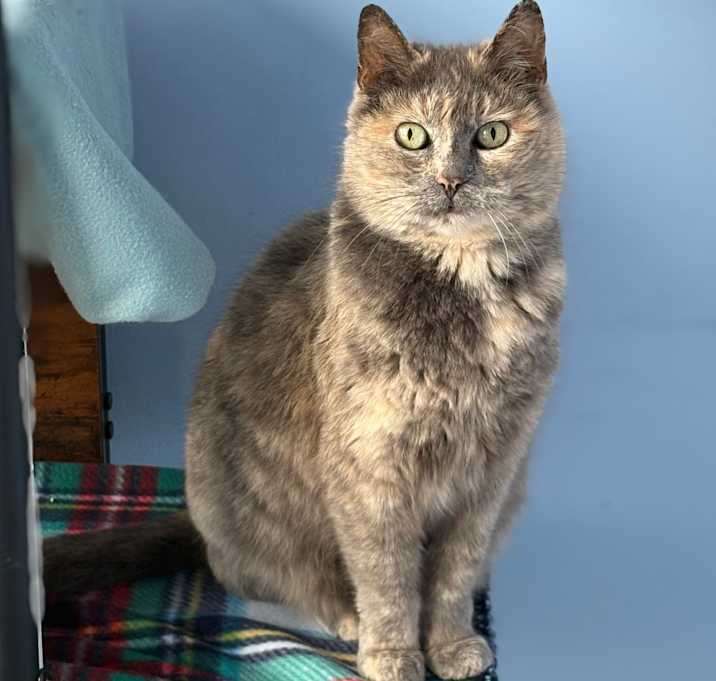 Photo of Allyson