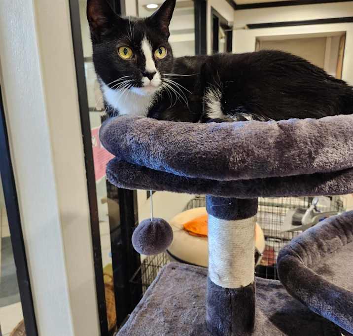 Photo of Gato