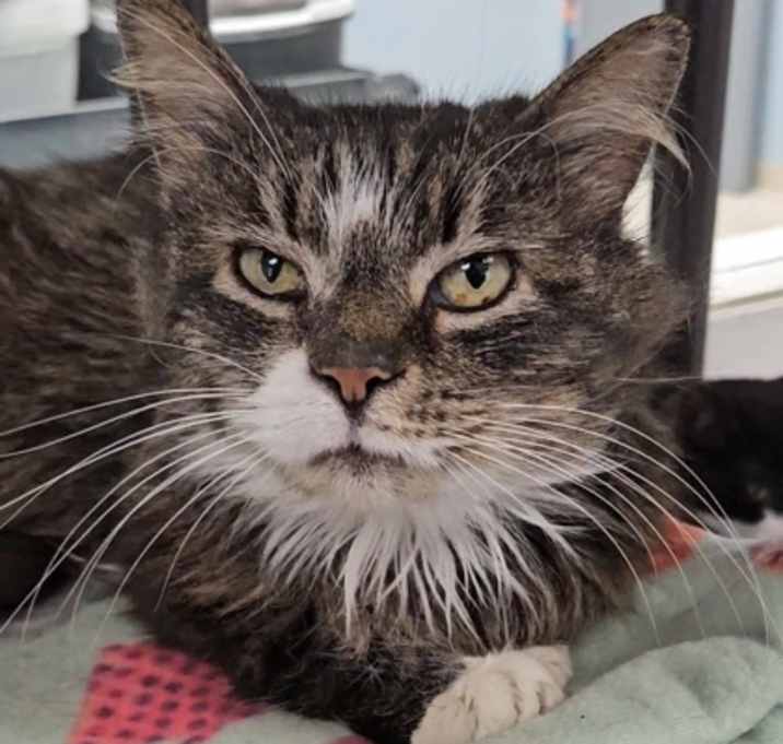 Photo of Cookie