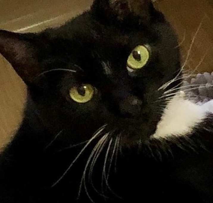 Photo of Bella