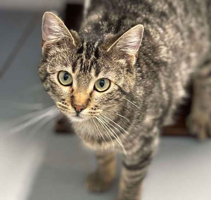 Photo of Biscuit