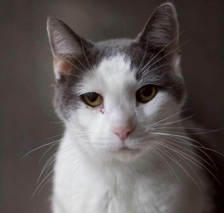 Photo of Zephyr