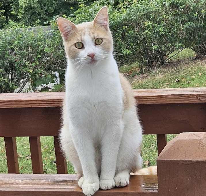 Photo of Fluffy