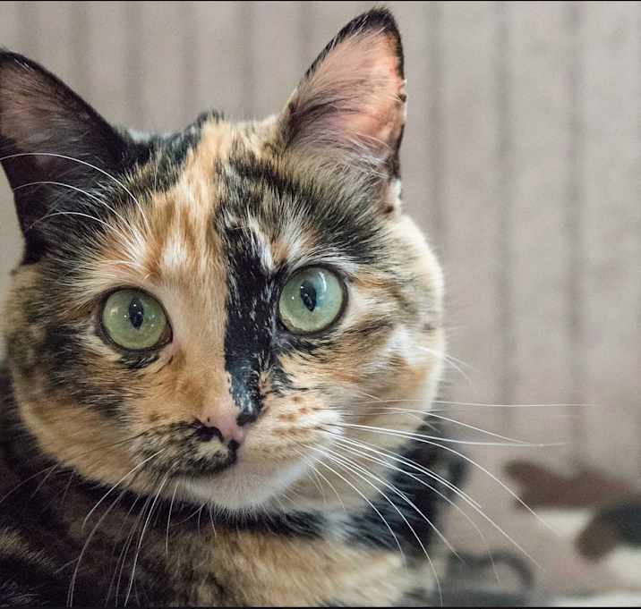 Photo of Fajita