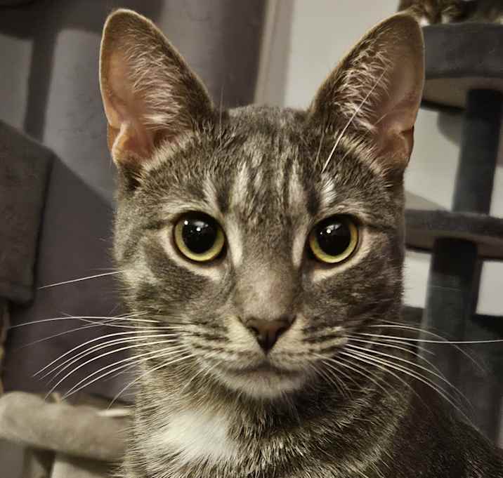 Photo of Mouse