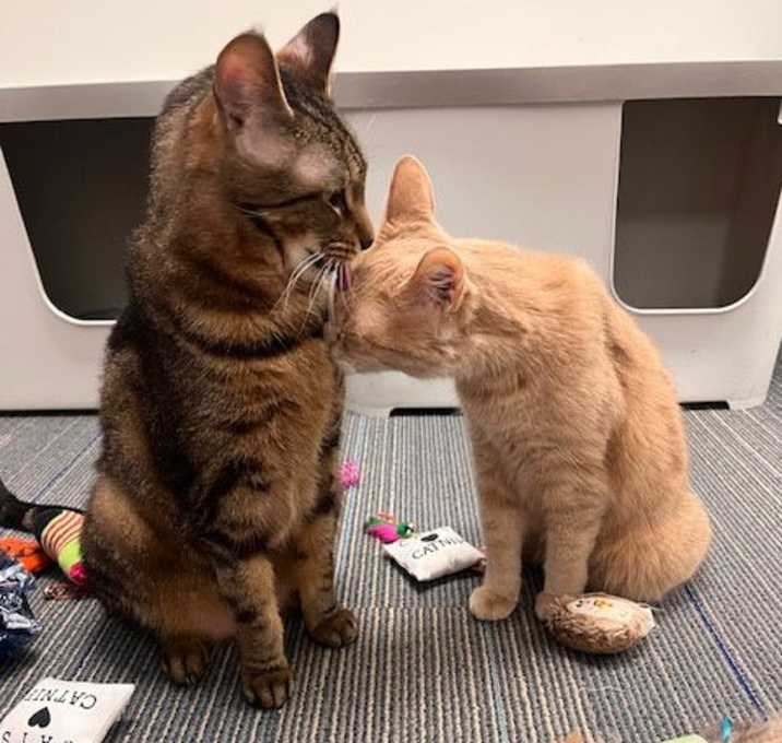 Photo of Milo and Joy Noel bonded pair