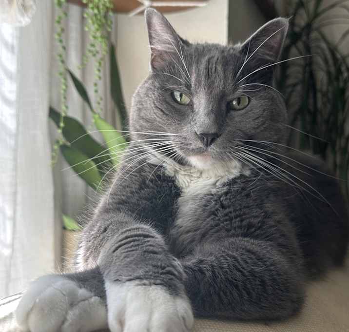 Photo of Simon 8870