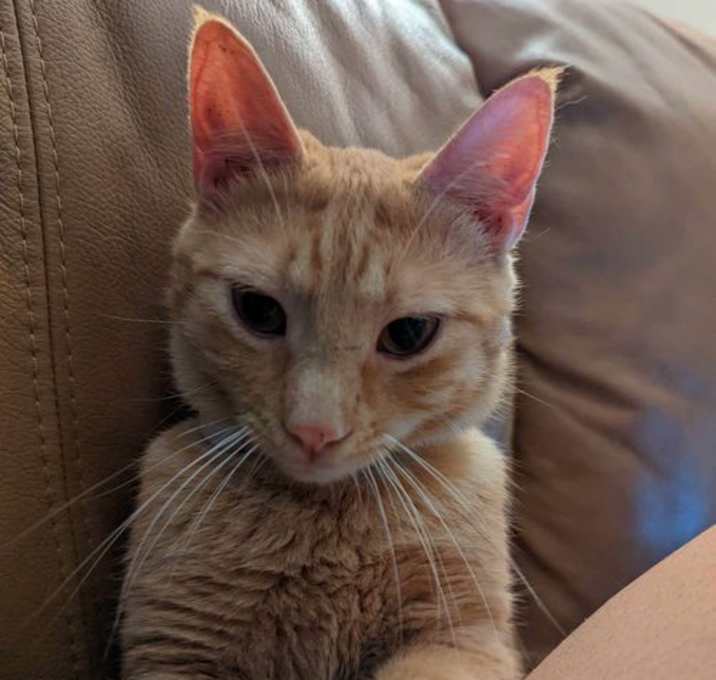 Photo of RIP Special needs FIV +