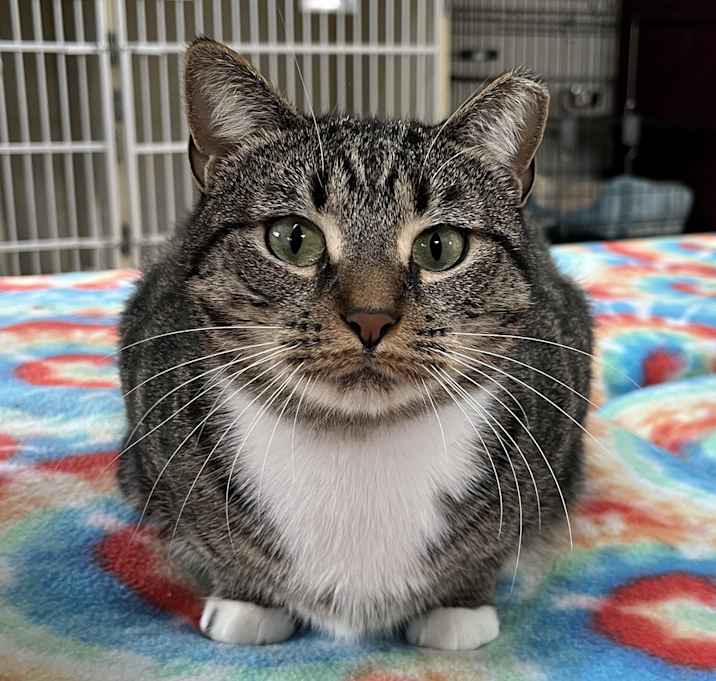 Photo of HAZEL