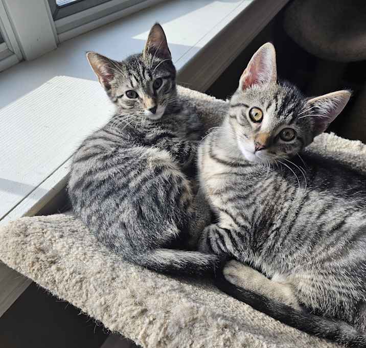 Photo of Nutsy