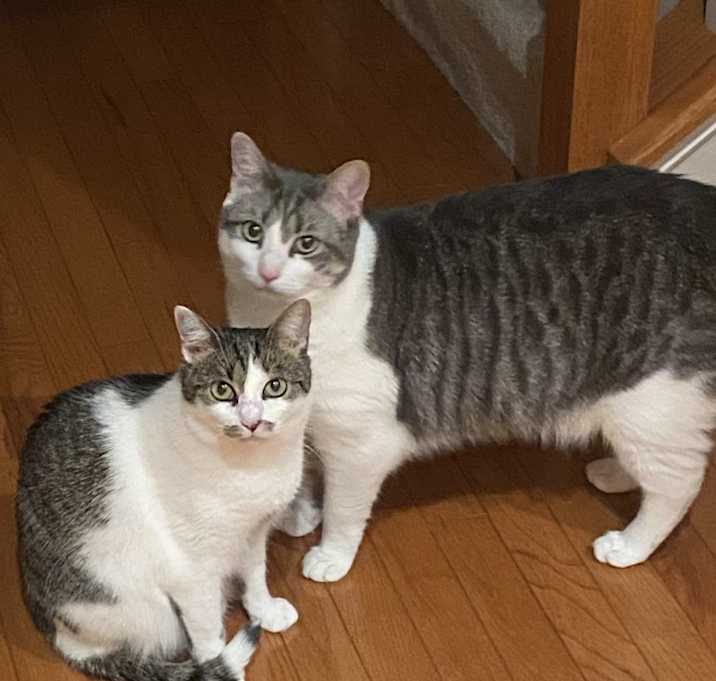 Photo of Bella & Millie
